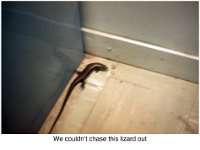 ER 118 We couldn't chase this lizard out